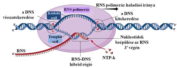 DNS - RNS